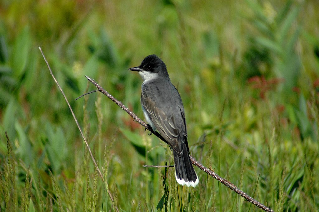 Kingbird, Eastern, 2009-05139373 Parker River NWR, MA.JPG - Eastern Kingbird. Parker River NWR, MA, 5-13-2009